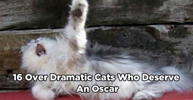 16 Over Dramatic Cats Who Deserve An Oscar - We Love Cats and Kittens