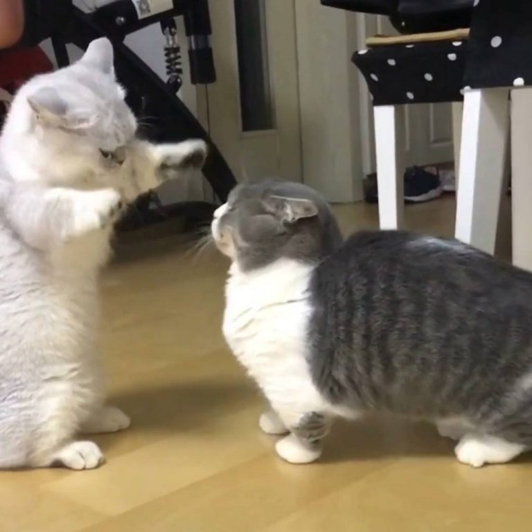 This is the cutest fight you'll see all day. 
 Join our group: Happy Cats