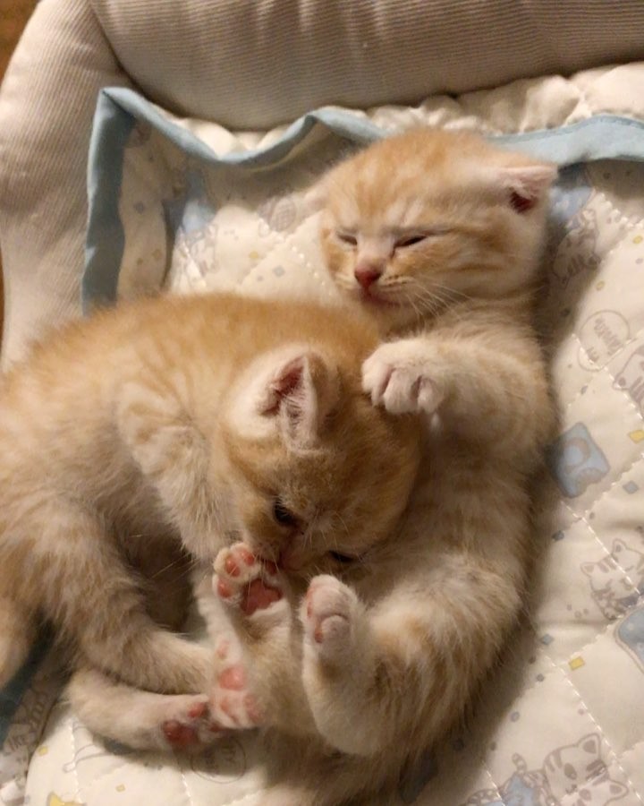 Watch Nom nom nom...