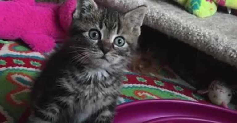 Wobbly Kitten Loves Her Blind Cat Siblings - We Love Cats and Kittens