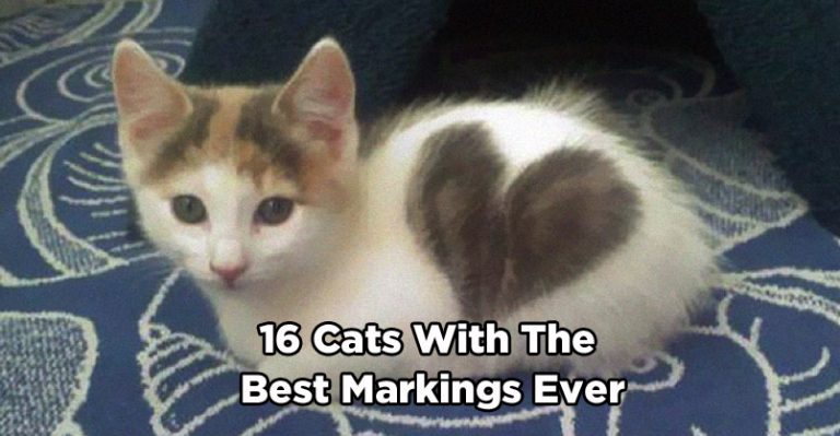 16 Cats with the Best Markings Ever
