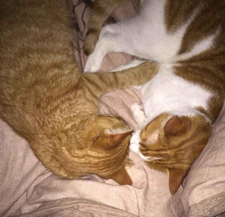 2 Of My 6 Baby’s