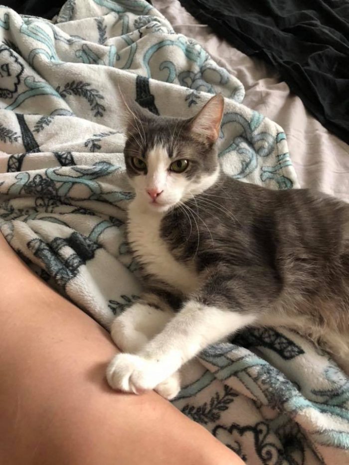 Handsome Boba Catt