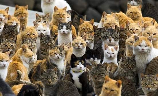 Satisfide if I have such a lot of cats like this.. How about you allz??? DID YOU