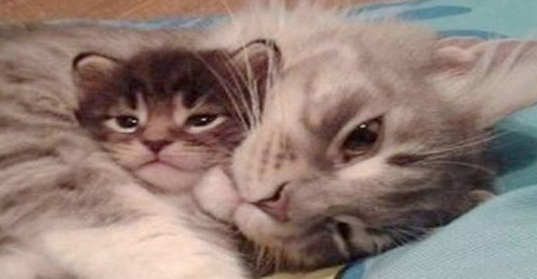 Delightful Kittens Talking and Playing With Their Mama - We Love Cats and Kittens