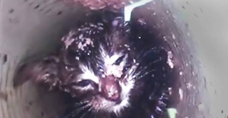 Kitten Meowing For Help From 40 Feet Down A Skinny Pipe - We Love