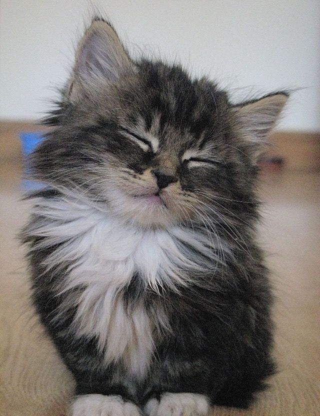 Precious sleeping kitten?