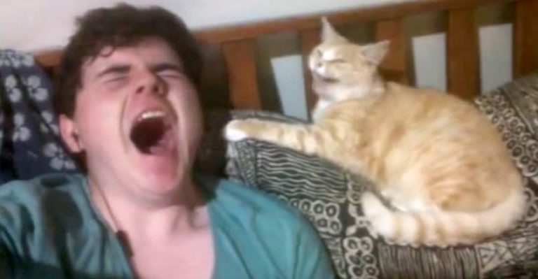 You Won't Believe What My Cat Does When I Yawn