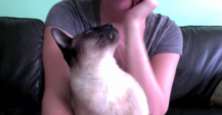 Elvis Will Not Be Ignored - insistent kitty!