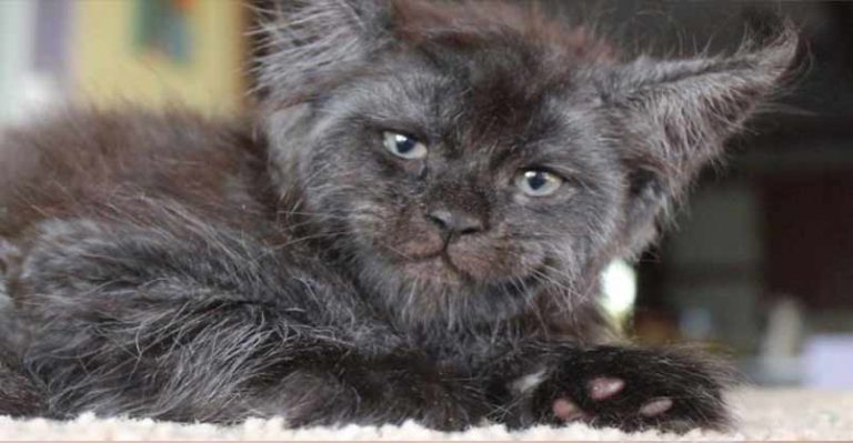 Meet The Cat With A Human-Like Face - We Love Cats and Kittens