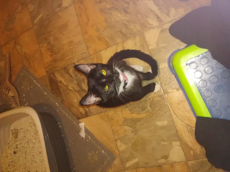 My cousin's kitten lilly followed me to the bathroom. *sigh* no privacy. Show me