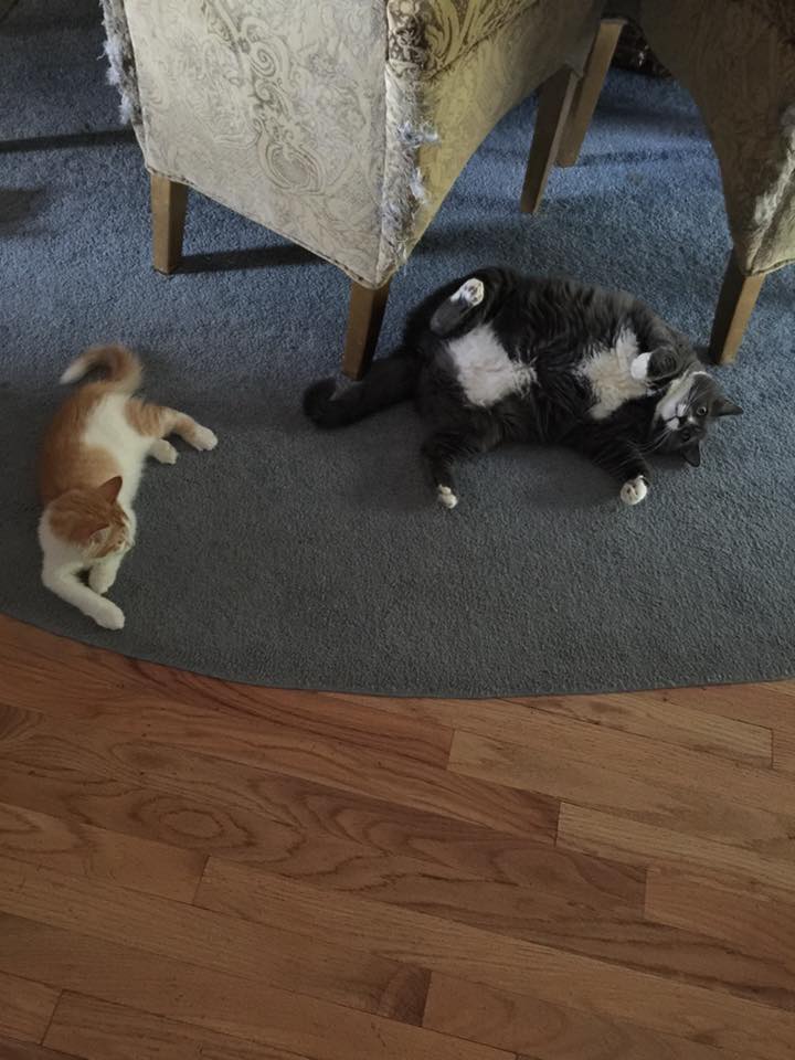 The kitties are tolerant of each other.