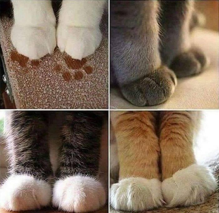 Love these paws