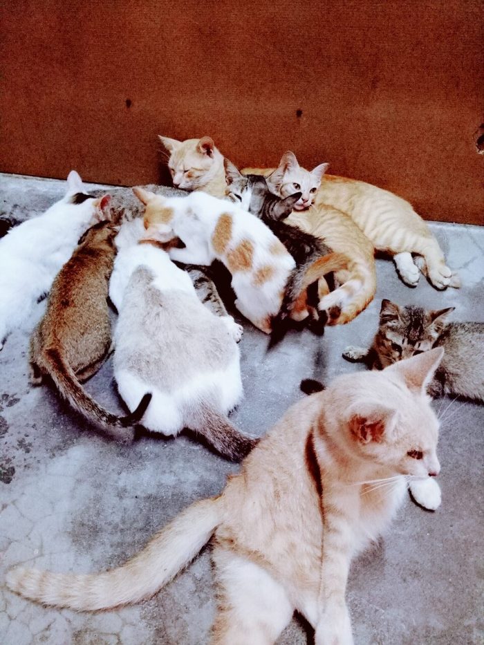 This my cat's