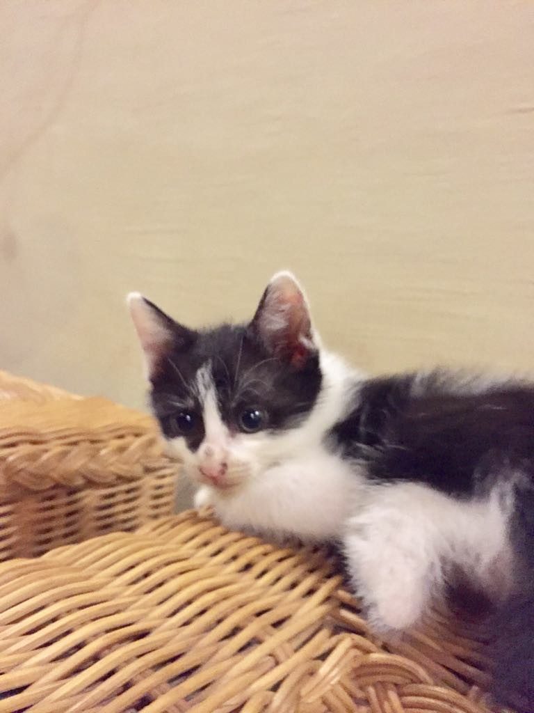 Hi ...may I introduce my adorable and cute Molly