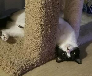 FunnyCatSite