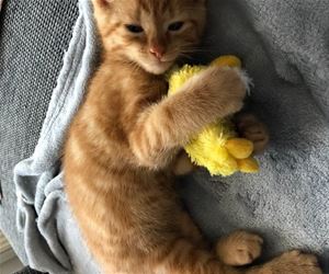 FunnyCatSite