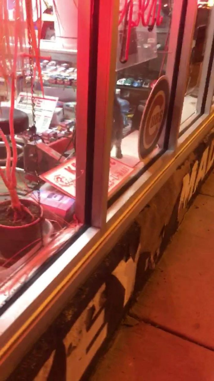 Store cat needs love too. W/Rogelio Castillo