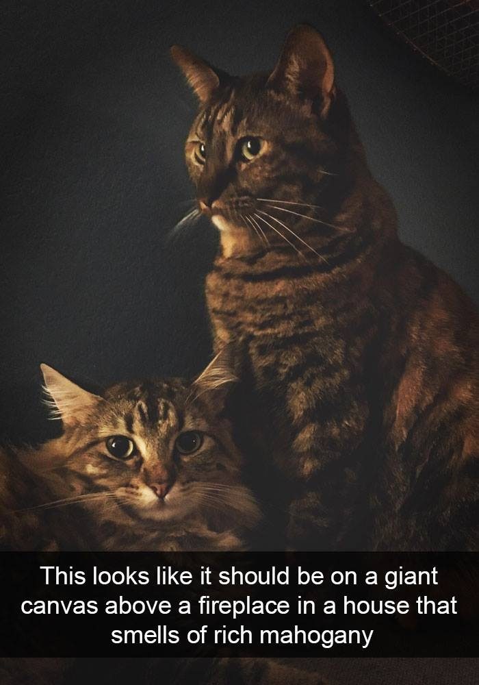 These cats are too much