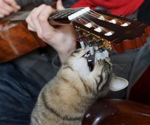 FunnyCatSite