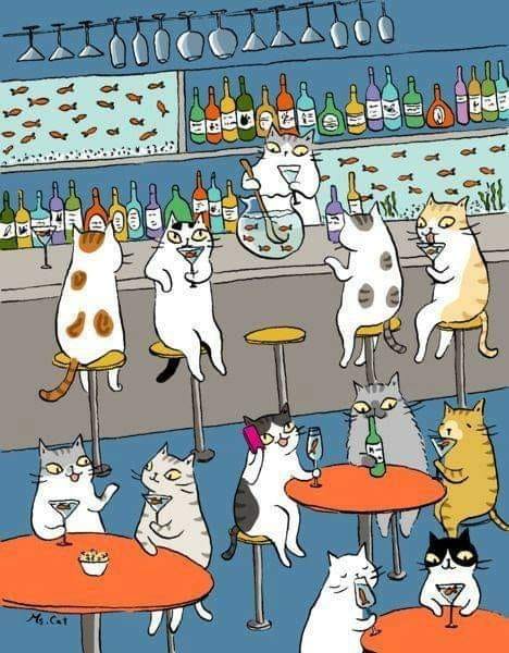 Kitty Bar