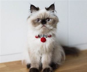 FunnyCatSite