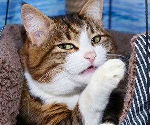 FunnyCatSite