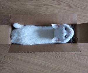 Having Fun In A Box