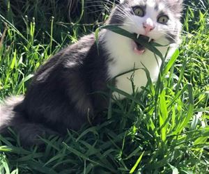 FunnyCatSite