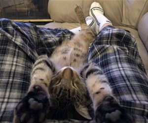 FunnyCatSite