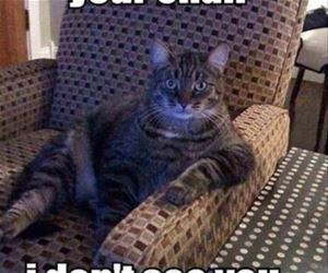 FunnyCatSite
