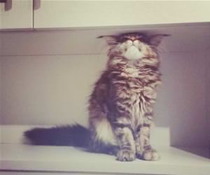 FunnyCatSite