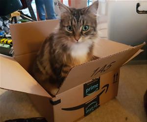 FunnyCatSite
