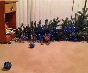 FunnyCatSite