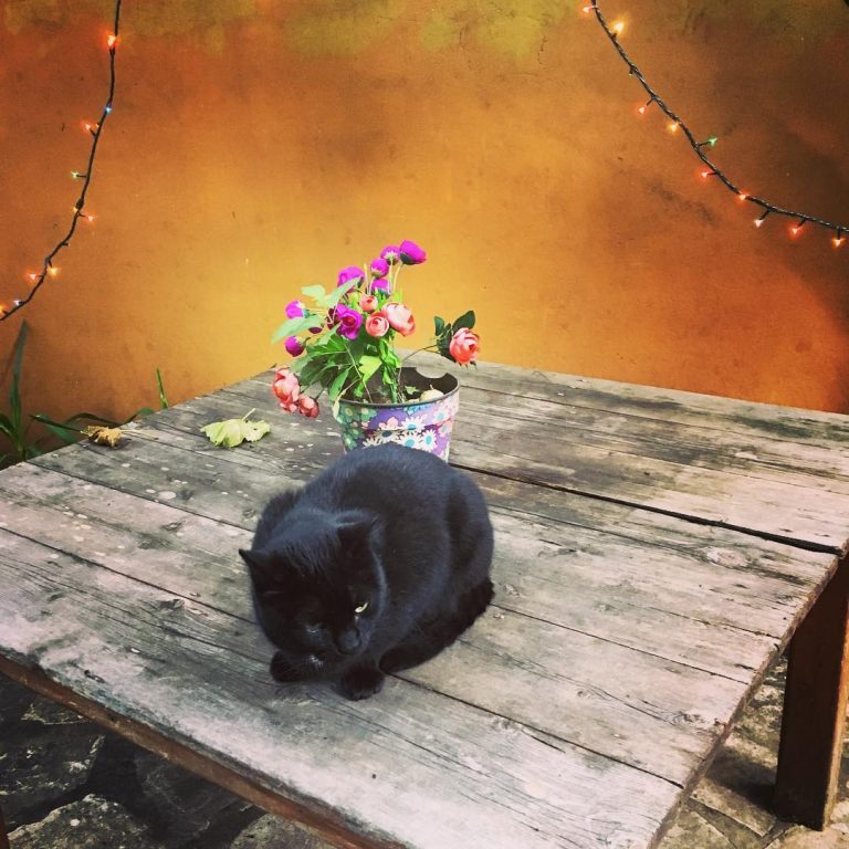 Witty the cat  #blackcat #cats #catsofinstagram #cats_of_instagram #catstagram #catscatscats #witty #plasticflowers #plasticflowersneverdie #outdoorfurniture #christmaslights
