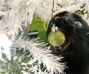 FunnyCatSite
