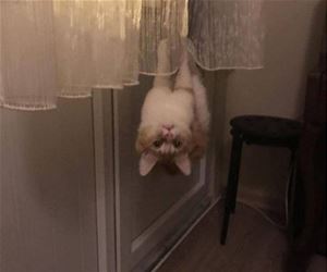 FunnyCatSite