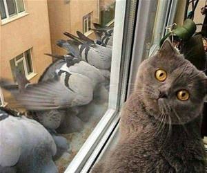FunnyCatSite