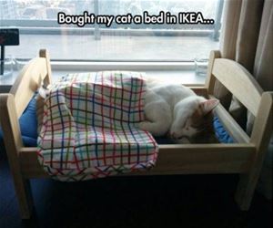 FunnyCatSite