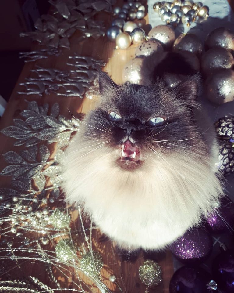 "Mama what are you doing with my christmas tree?"