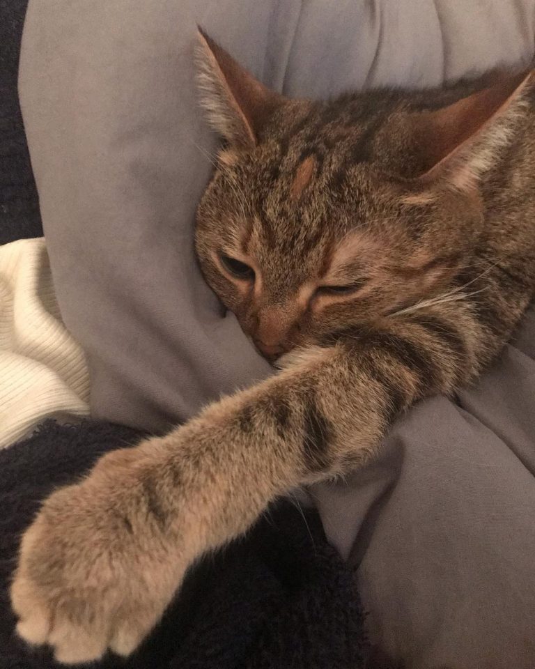 Lazy