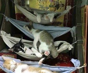 FunnyCatSite