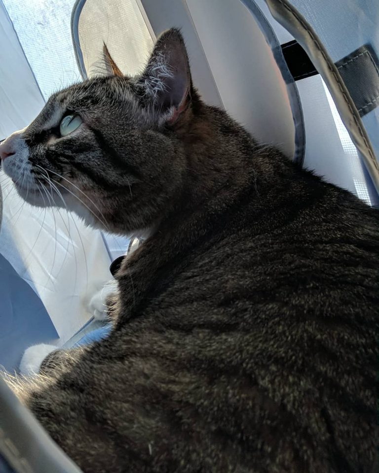 That profile tho

#catstagram #catsofinstagram