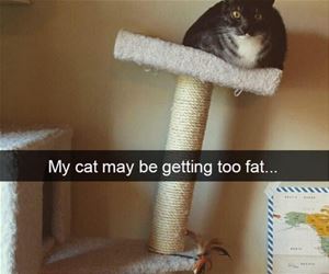 FunnyCatSite