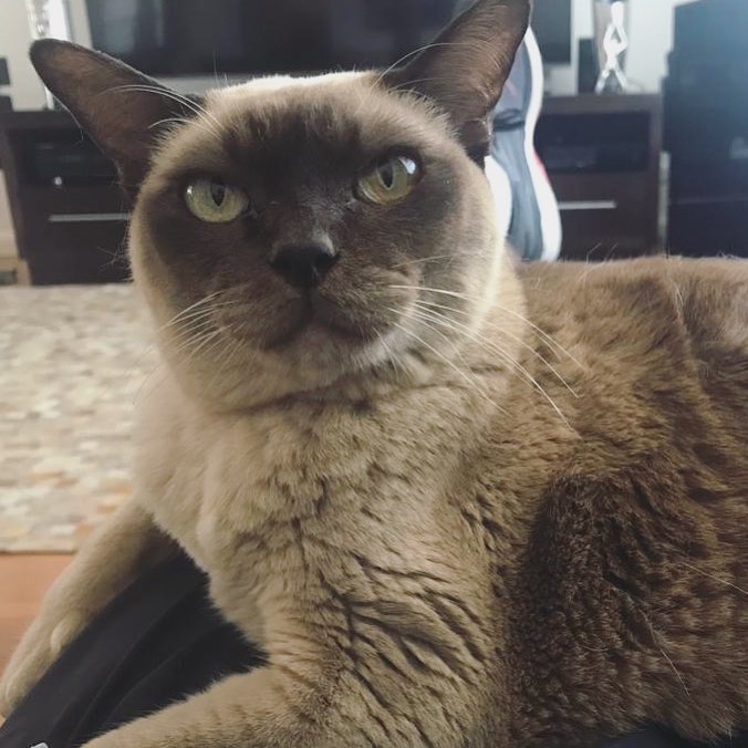 I am obsessed with pesky human father. Don’t tell him.