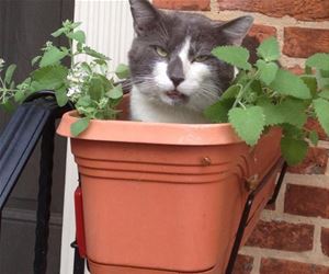FunnyCatSite