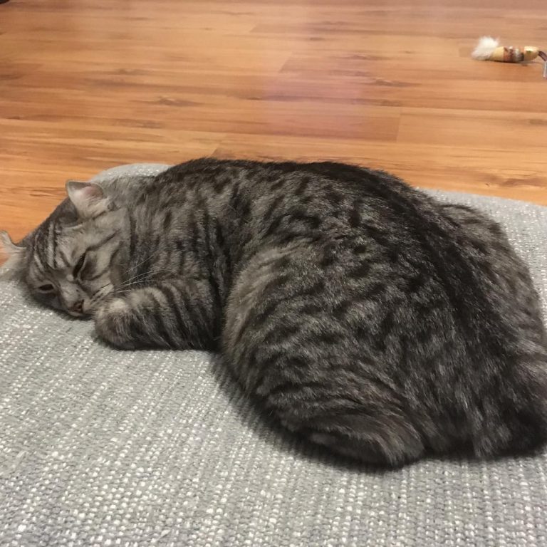 Saturday night feelings #sleepycat #americancurl #catsofinsta #catsofinstagram #catslife