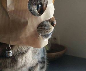 FunnyCatSite