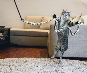 FunnyCatSite