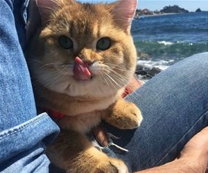 FunnyCatSite